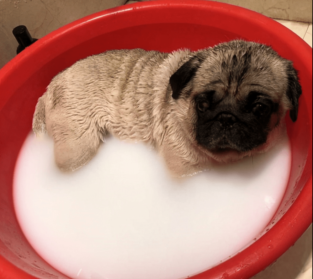 纯种巴哥犬标准价格（巴哥犬多少钱一只）