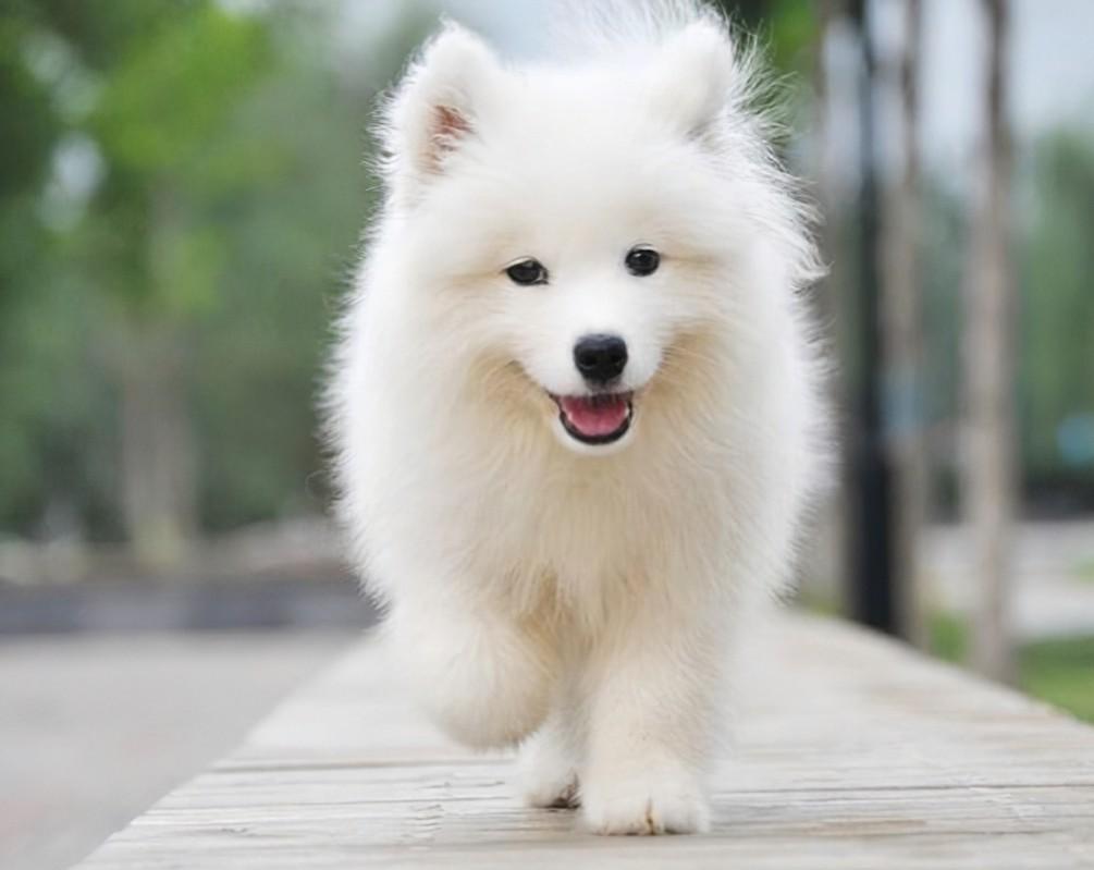 萨摩耶犬的饲养方法（手把手教你怎么喂养萨摩耶幼犬）