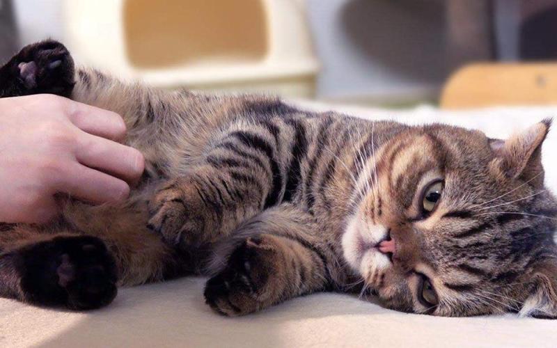 盘点幼猫临死前的6大特殊预兆（详解：猫假死的3种状态）