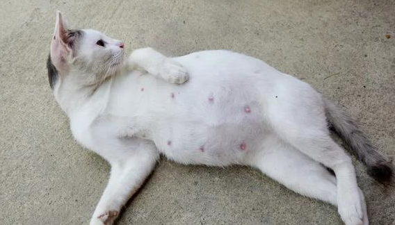 猫是怎么受孕的?铲屎官来了解下吧 猫是怎么受孕的?铲屎官来了解下吧