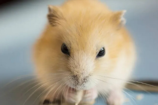 仓鼠可以吃花生吗