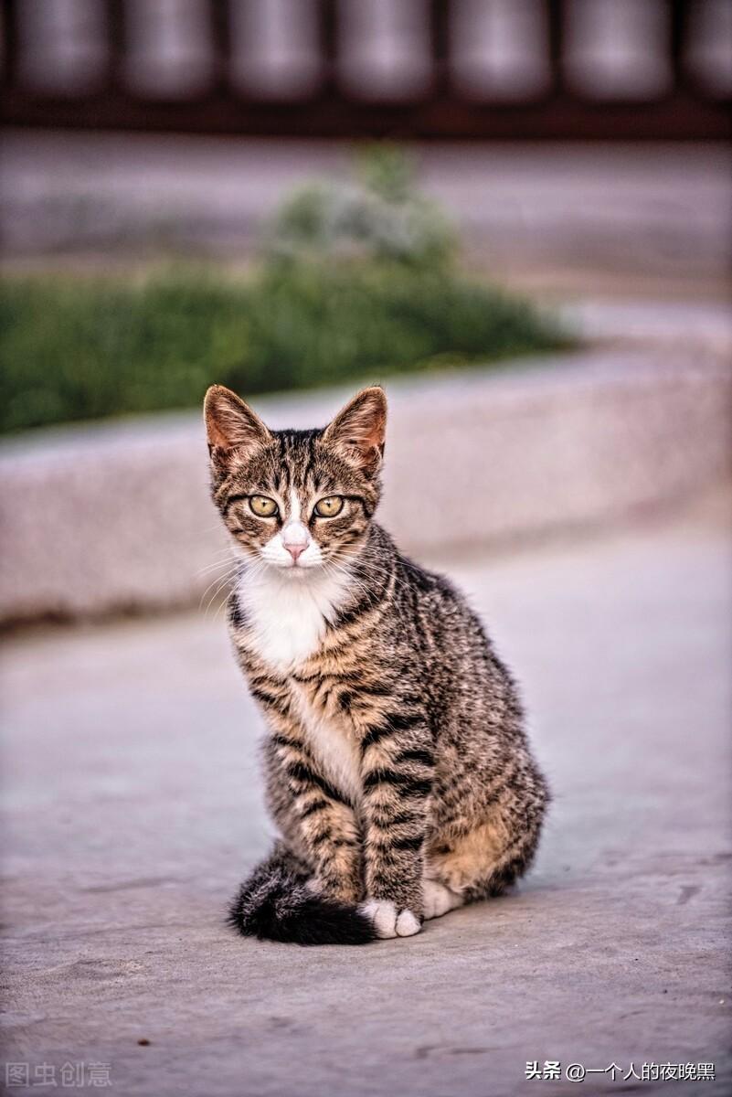 适合新手最好养的猫（波米拉猫多少钱一只）