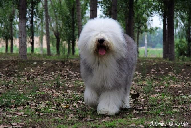 古牧品相好的挑选技巧（教你如何挑选古牧犬）