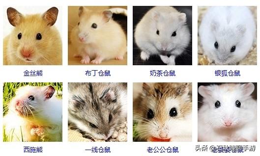 仓鼠会嫌弃笼子小而生气吗(详解:让仓鼠感到舒服的动作)