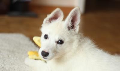 狗多大打疫苗(狗子疫苗怎么打)