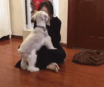 带你取老头狗的别名（长的像小老头的狗叫什么）