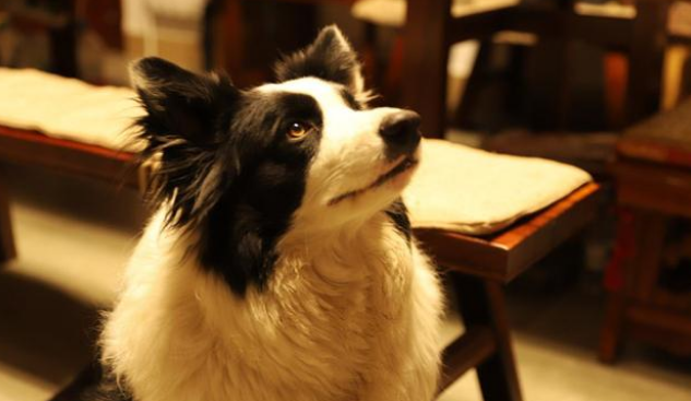 边境牧羊犬有多聪明？不只会放羊，还能救人命！