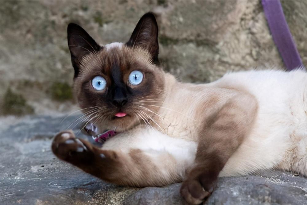 暹罗猫性格怎么样（暹罗猫10大品种之一图片）