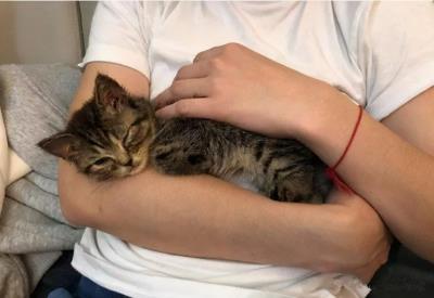 小猫感冒了怎么办（怎么照顾生病的猫咪）