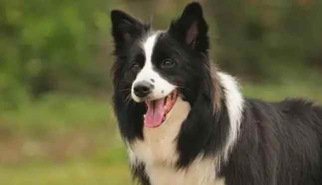 十个边牧九个咬人(10只边牧7只咬人只能说明有70%的狗主人根本不懂如何养边牧)