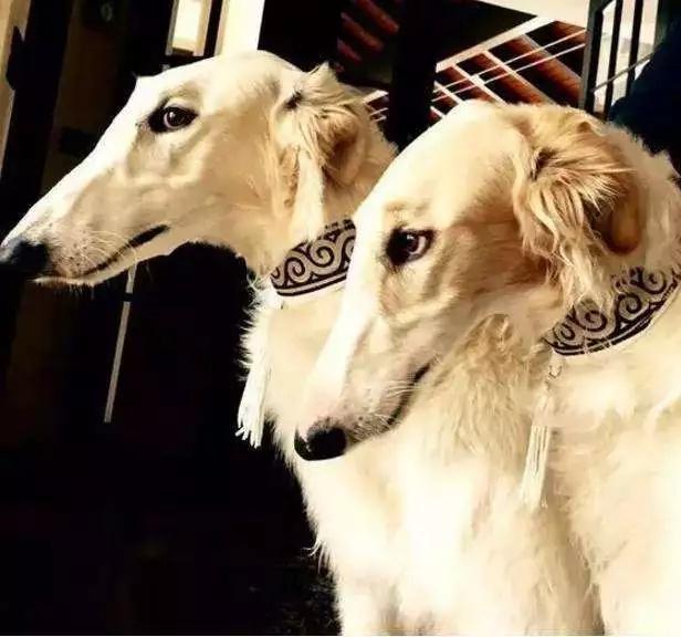 俄罗斯的国犬——俄罗斯猎狼犬（附：苏俄牧羊犬图）