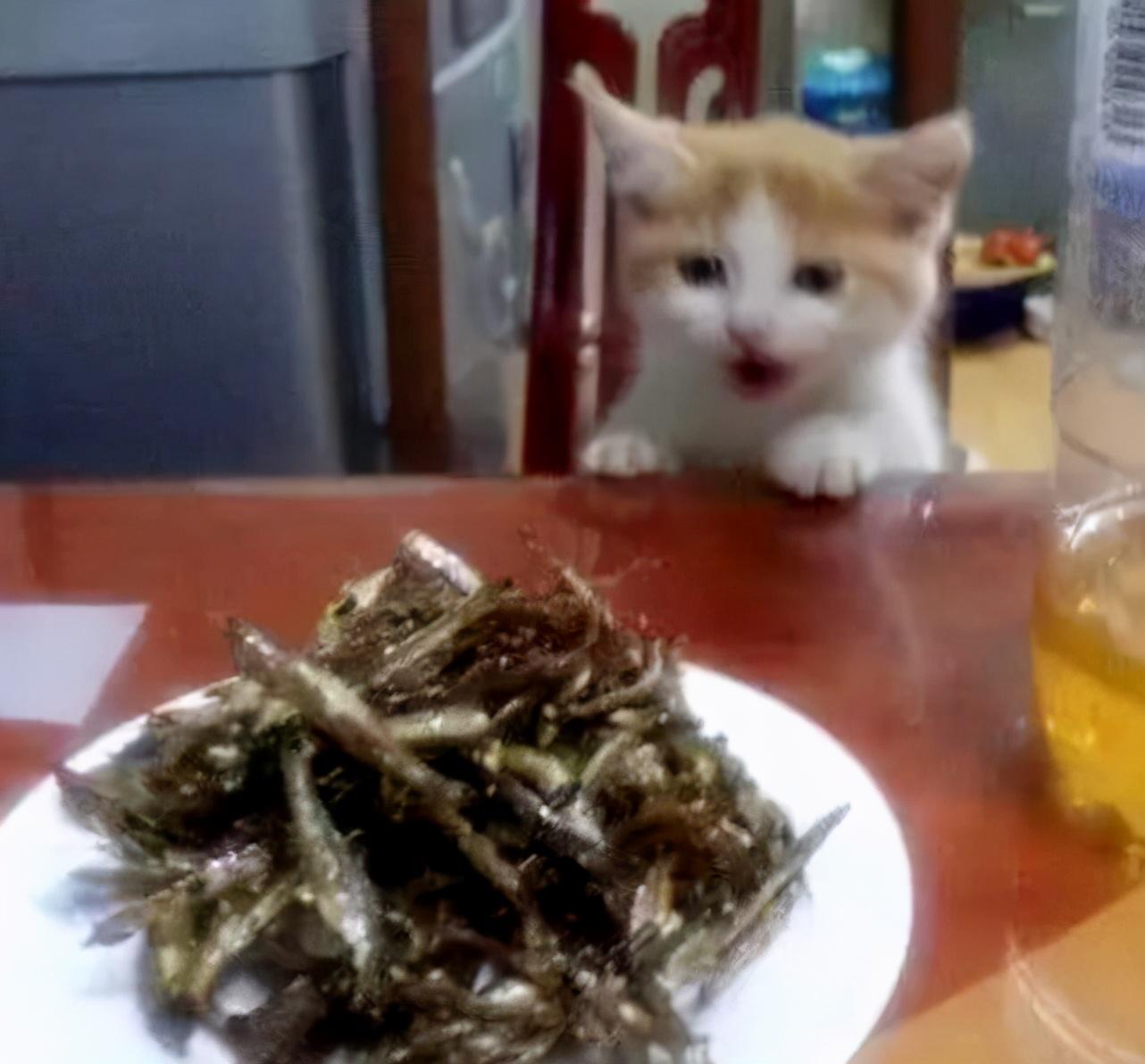 盘点蓝猫最爱吃的10种食物（附：蓝猫的喂养方法分享）