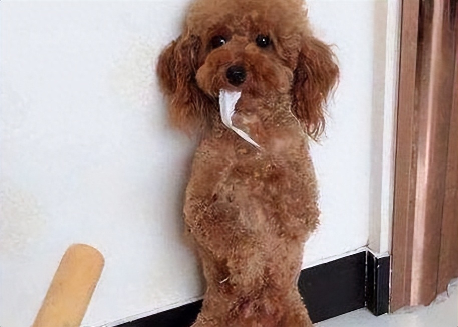 泰迪为什么老是做流氓动作(附:泰迪喜欢“骑跨行为”的原因)