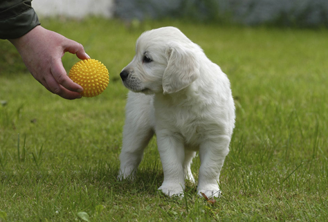 哈巴狗怎么训练(详解:训练哈巴狗技巧)