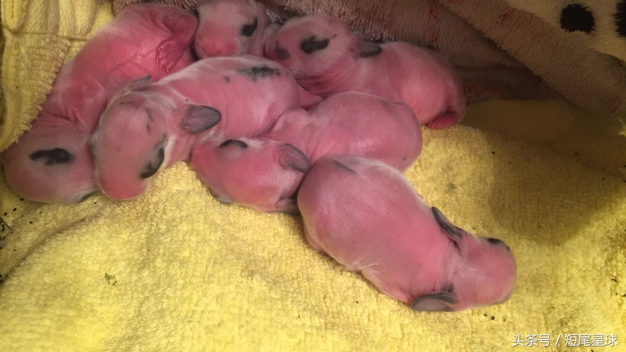 兔子刚出生该怎么处理(附:新出生的兔子正确喂养方式)