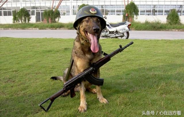 德牧犬正确的训练方式（德国牧羊犬如何训练）