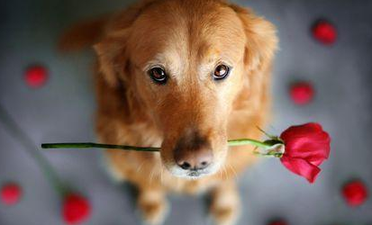 沙皮狗掉毛吗（推荐适合家养且不掉毛的狗狗）