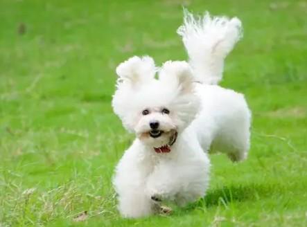 教你判断泰迪是小体还是大体（附：泰迪狗一生认几个宠主）