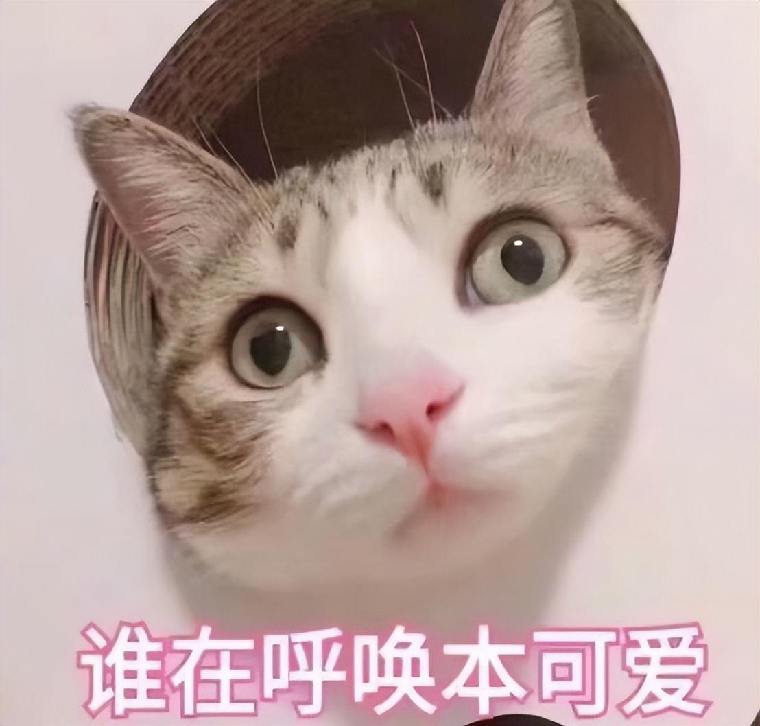了解猫粮每日食用量