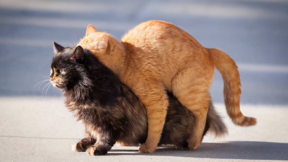 公猫不绝育可以吗(详解:养公猫不绝育有何坏处呢)