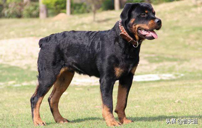 最强的十种猎犬介绍（什么猎犬最好养）