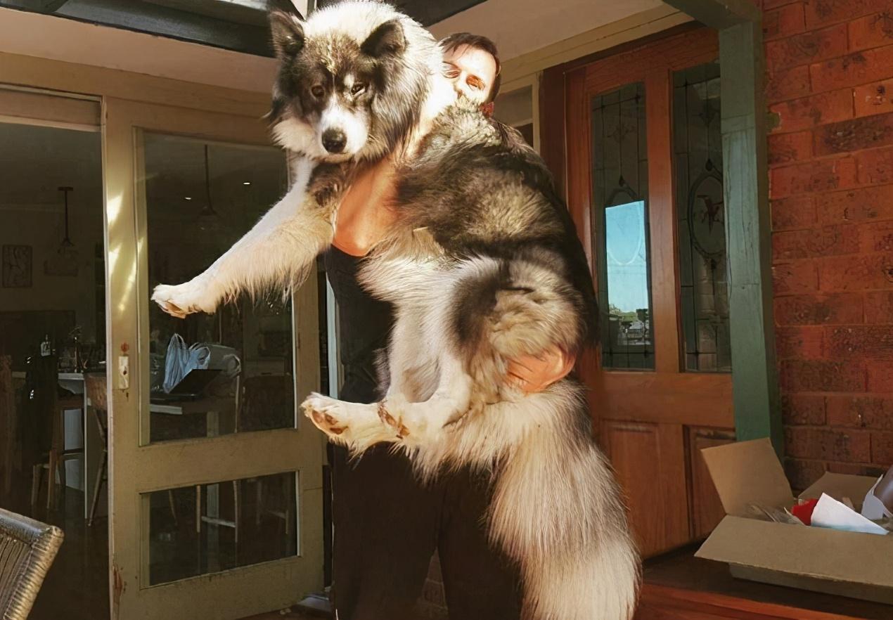 建议不养阿拉斯加的6大理由（阿拉斯加怎么养）