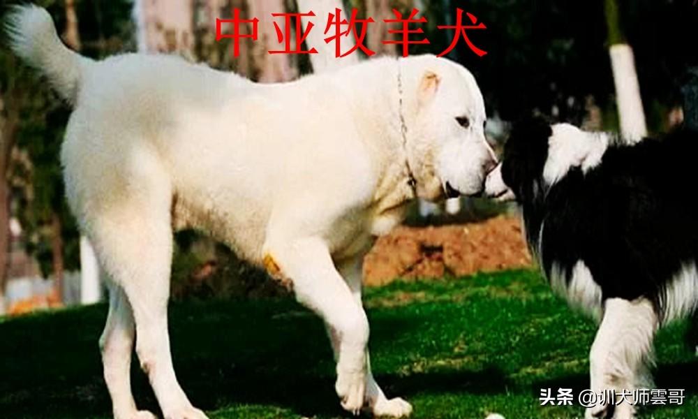 世界十大牧羊犬排名（牧羊犬哪个品种好）