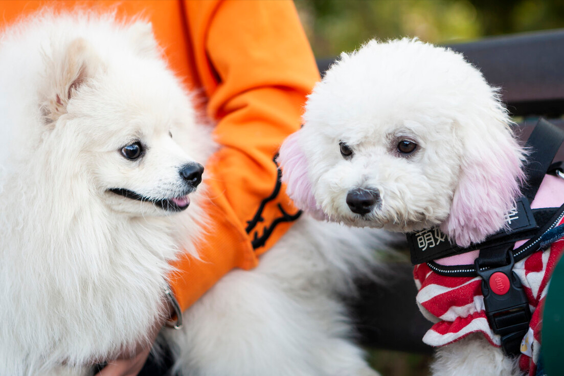 比熊和博美的优缺点