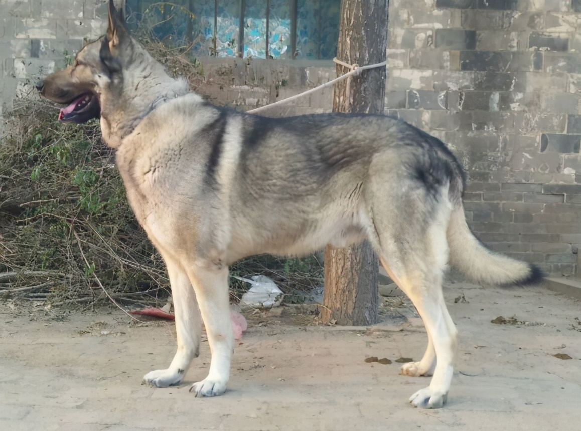 把狼青犬当宠物犬有什么缺点呢