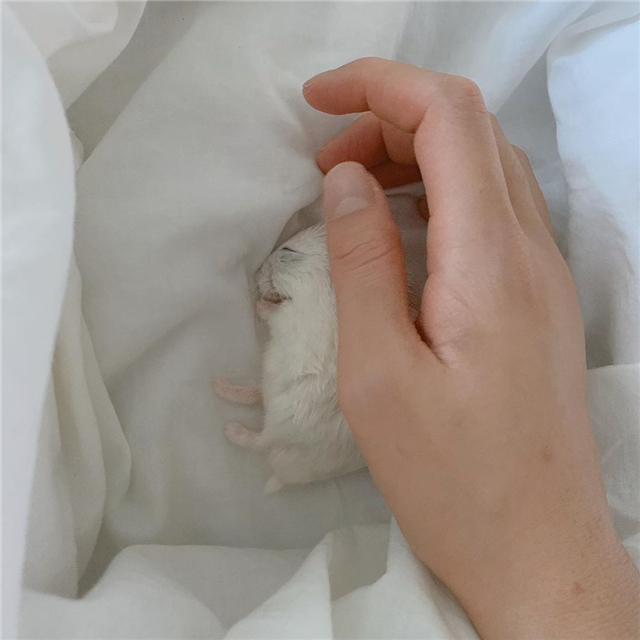 仓鼠离世前与主人的告别（附：仓鼠临死前的征兆）