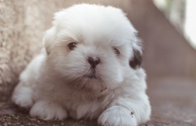 狗多大打疫苗(狗子疫苗怎么打)