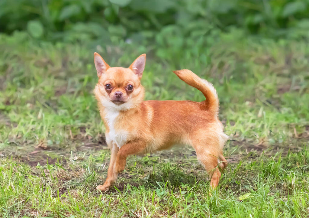 哪种小型犬好养又听话的呢（附：最适合家养的皮实小型犬）