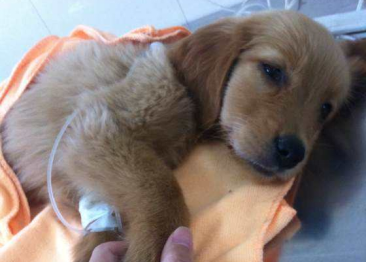 小狗打嗝是不是细小前兆（小狗得细小在家自救的方法）