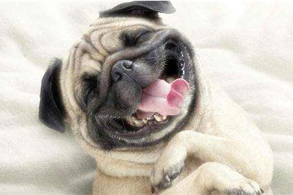 分析养巴哥犬的优缺点（巴哥犬好养吗）