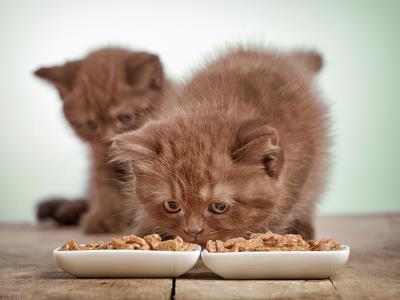 猫生产前的几小时征兆,猫咪临终前的5个征兆