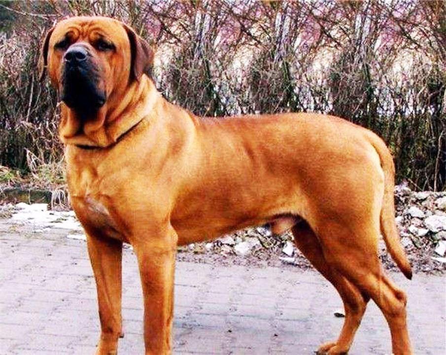 盘点十大禁养犬名单（罗威纳犬是禁养犬吗）