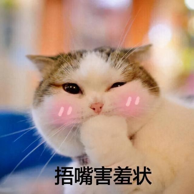 家里来猫预示什么风水(家里来猫预示什么意思)