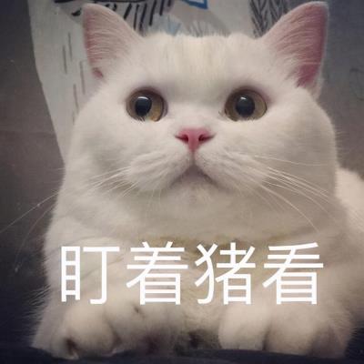 猫咪上火的症状眼睛图片(猫咪上火了如何解决)
