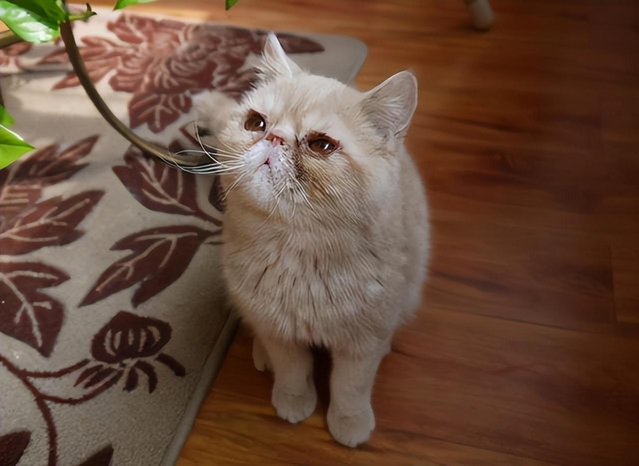 新手养加菲猫要注意的事项（加菲猫好养吗）