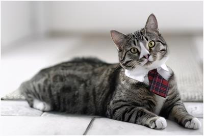 成年猫粮幼猫可以吃吗（猫咪多大算成年呢）