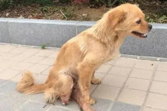 狗腿断了没有及时医治会有啥症状