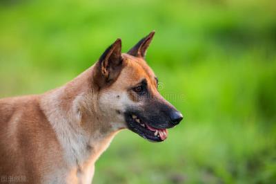 公犬尿道口黄脓（附：狗尿道口红肿治疗方法）