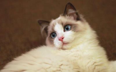 布偶猫的优缺点（布偶猫的特点）