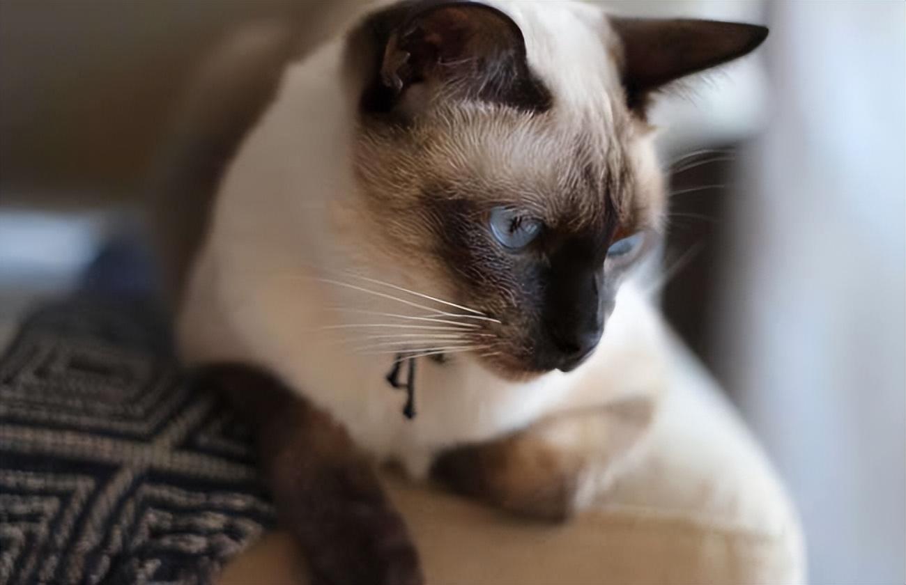 教你挑选纯种暹罗猫的方法（暹罗猫怎么看品相）