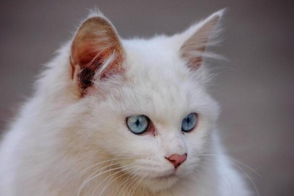 异瞳白猫为什么不建议养(白色异瞳猫好养吗)