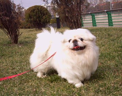 宠物犬排名及图片大全（宠物犬种类大全及名称）