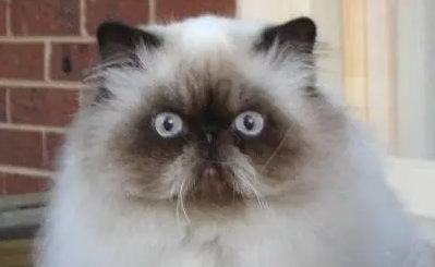 喜马拉雅猫涨奶会出事吗?如何解决? 喜马拉雅猫涨奶会出事吗?如何解决?