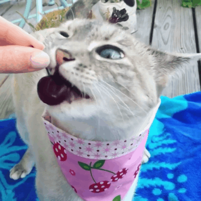 猫咪可以吃的水果名单