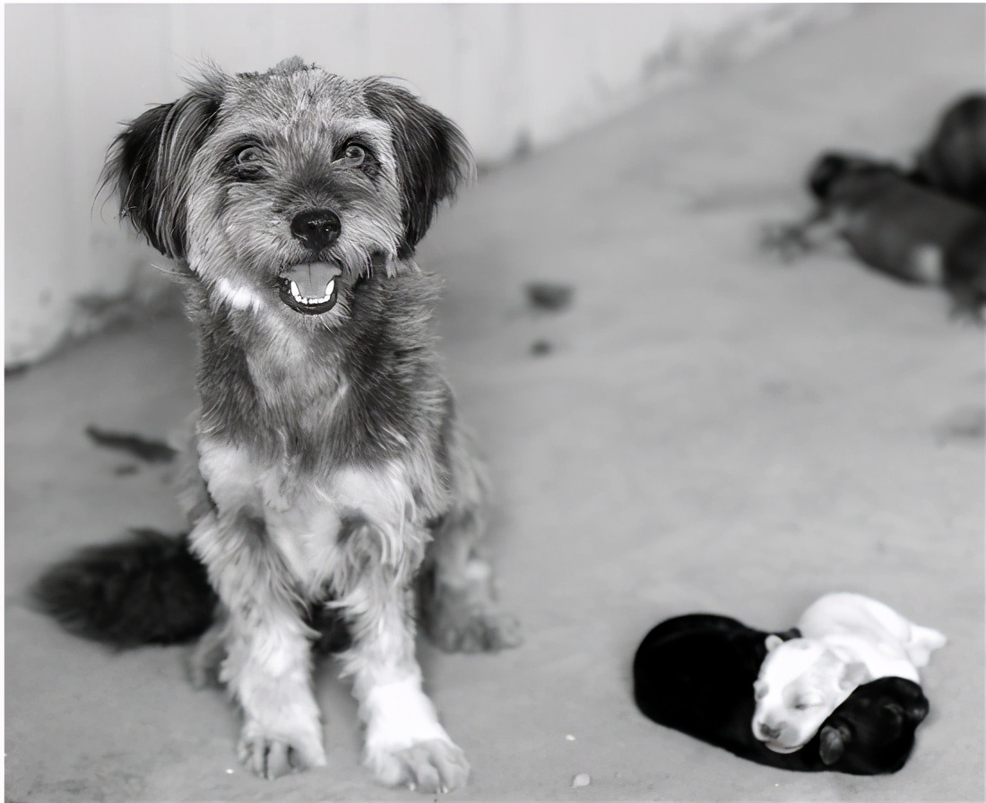 寻找狗很灵验的方法（附：农村狗丢了找回来的土方法）