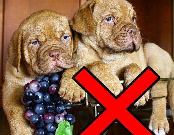 了解狗狗不能吃的水果（狗狗能吃香蕉吗）